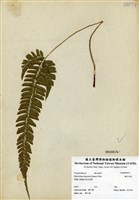 藏品(韓氏耳蕨)的圖片